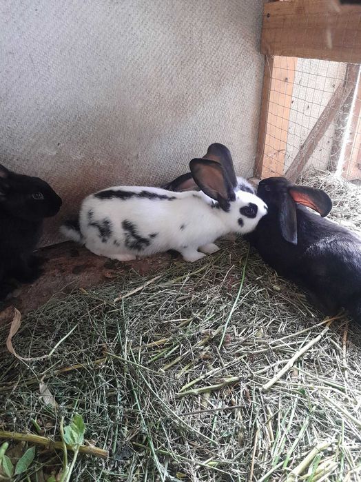 Строкач.Кролики.Кролі.