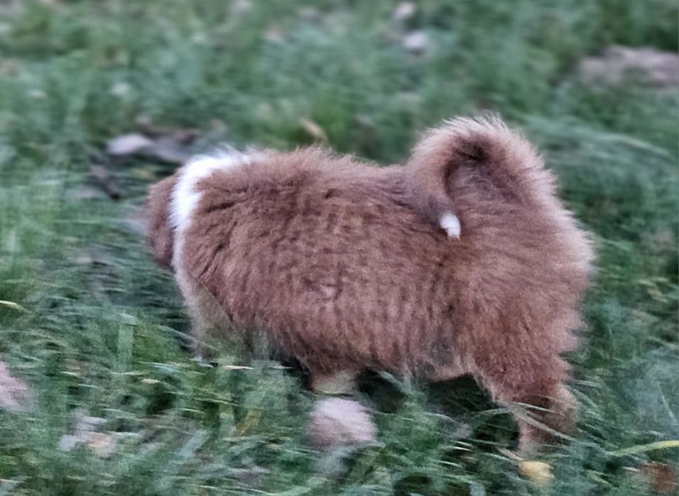 Owczarek miniaturowy amerykański SUCZKA