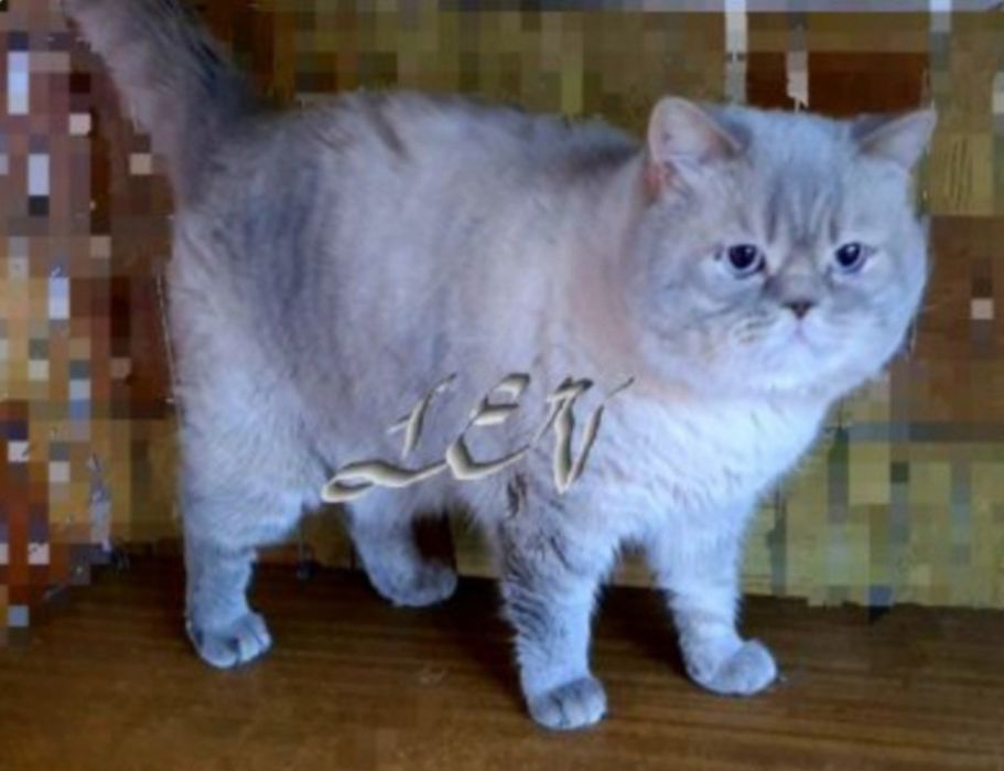 Вязка.Голубой линкс-поинт.