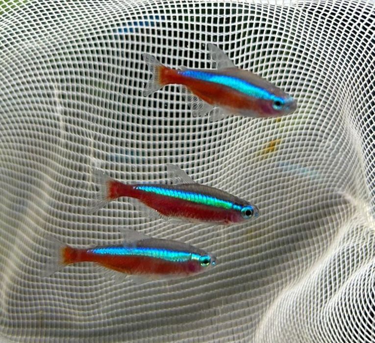 Ryba akwariowa - Neon Czerwony - Radom