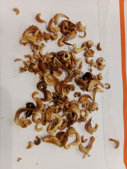 Sementes de Calêndula