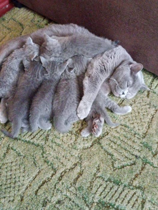 котики британчики