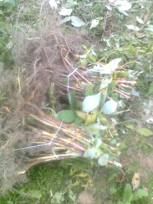 Sadzonki Maliny Jesiennej.