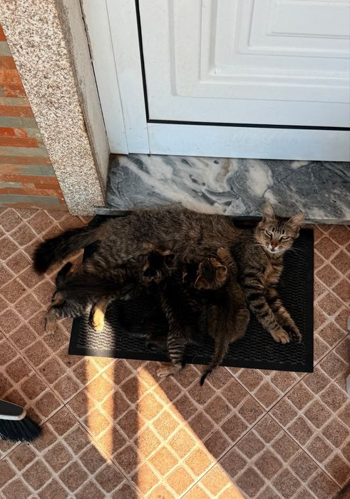Doam-se 4 gatinhos