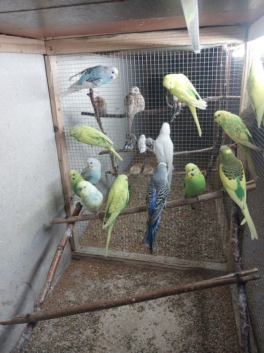 Sprzedam papugi faliste