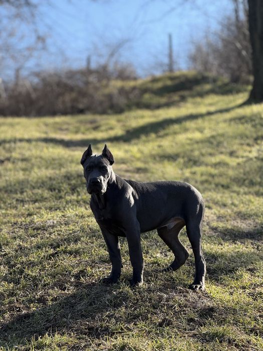Щенок Кане-Корсо (4 месяца)