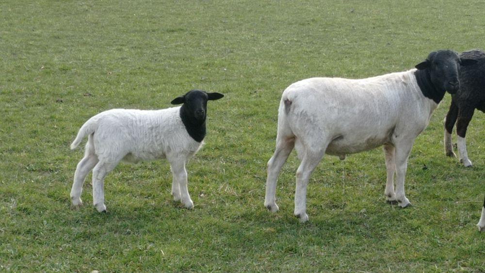 Ягнята Крос дорпер