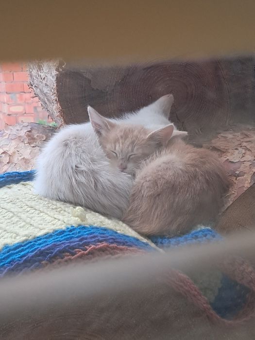 Кошеня в добрі руки