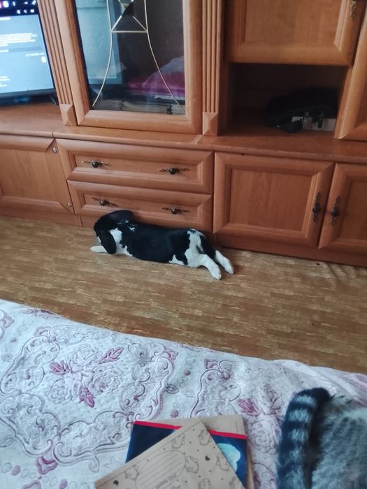 Продається Кроличка