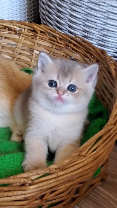 Ласковые и ручные малышики,  котята золотая шиншилла.