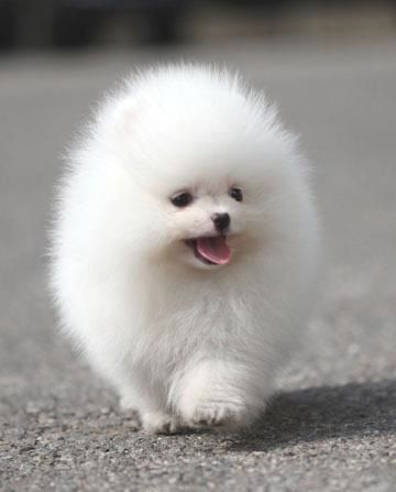 Мімі_мішкі зі Львова