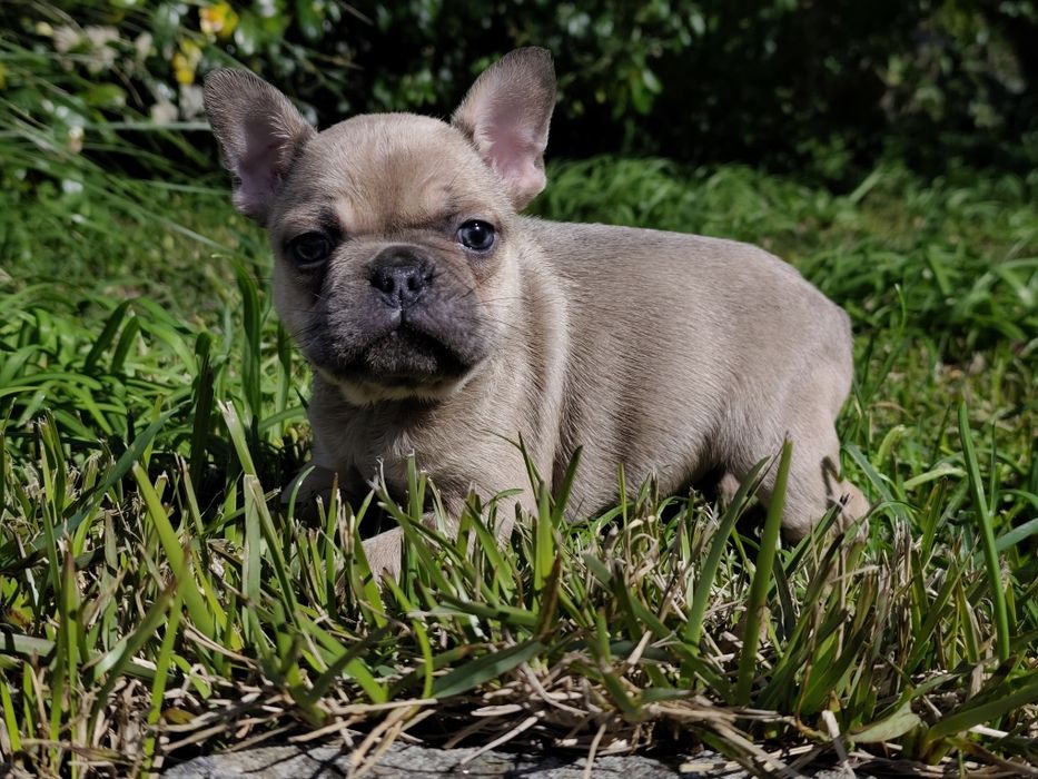 Bulldog blue fawn  macho