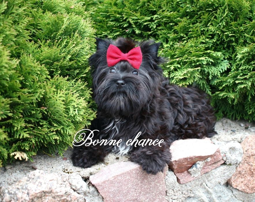 Yorkshire terrier black dziewczyna