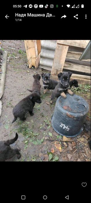 Щенки по 1,5 мес срочно