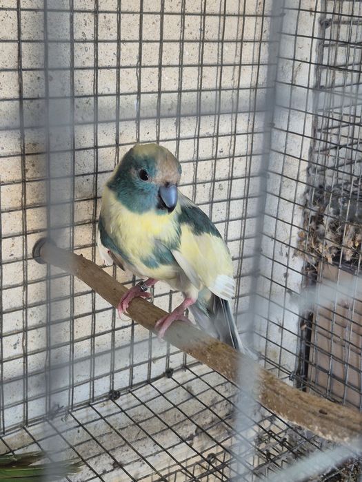 Kakarikis femea  spangle