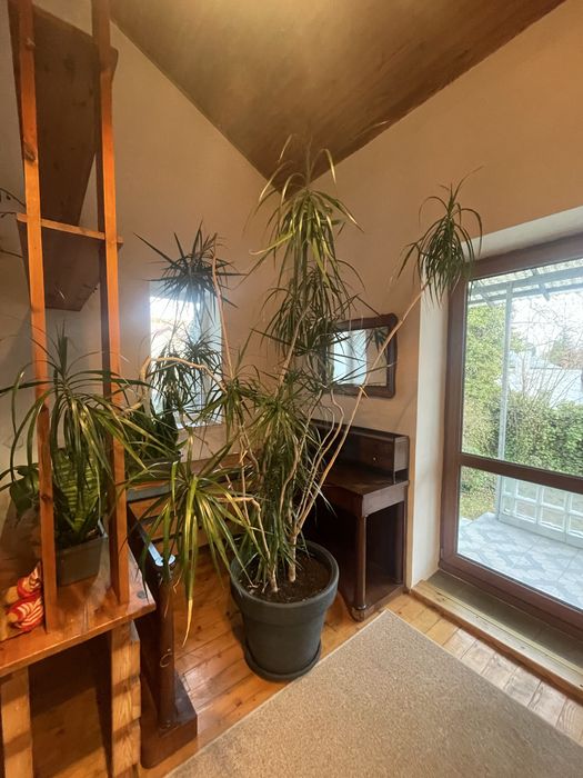 Dracena kwiat wysokość 220cm