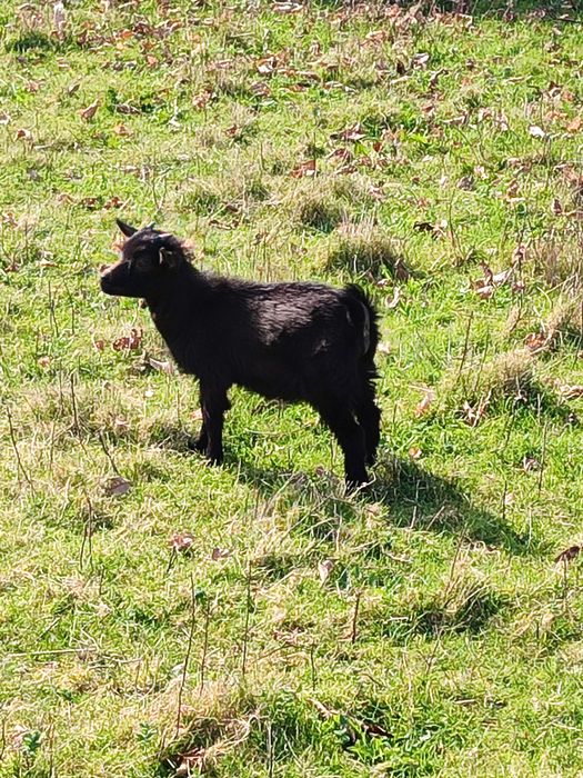 Cabras anãs  muito dóceis