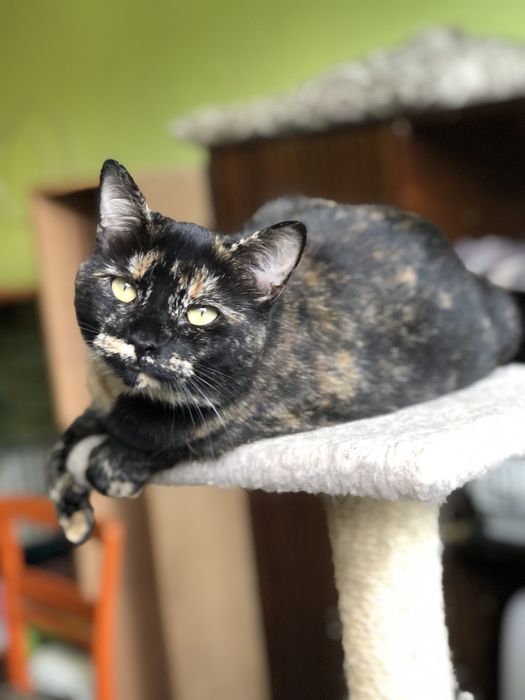 Кошечка Пепси 1 год черепашковый окрас