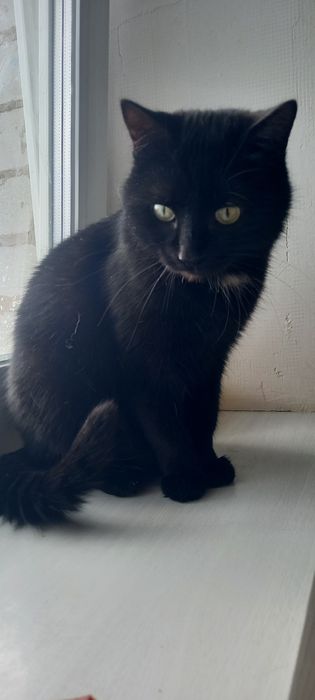 В добрі руки котик кастрований безкоштовно