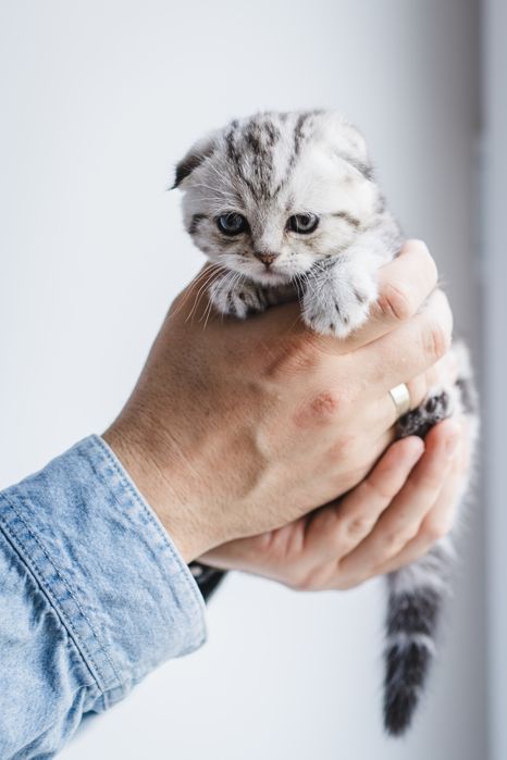 Шотландське висловухе мармурове Котеня