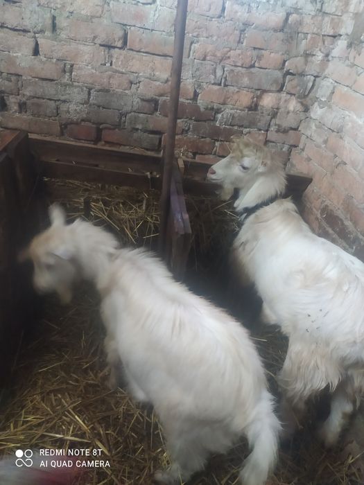 Два парубки на паровку