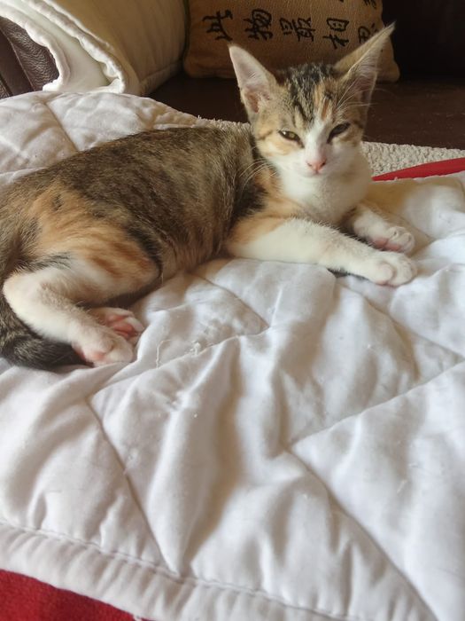 Izzy, para adoção