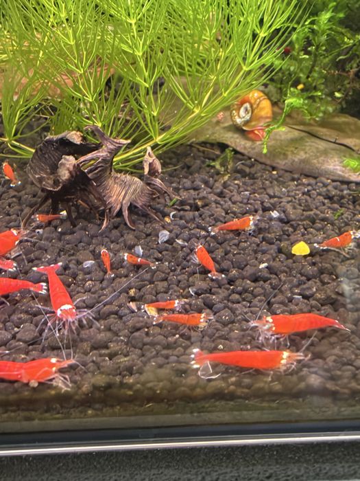 Krewetki Caridina SCR Santa