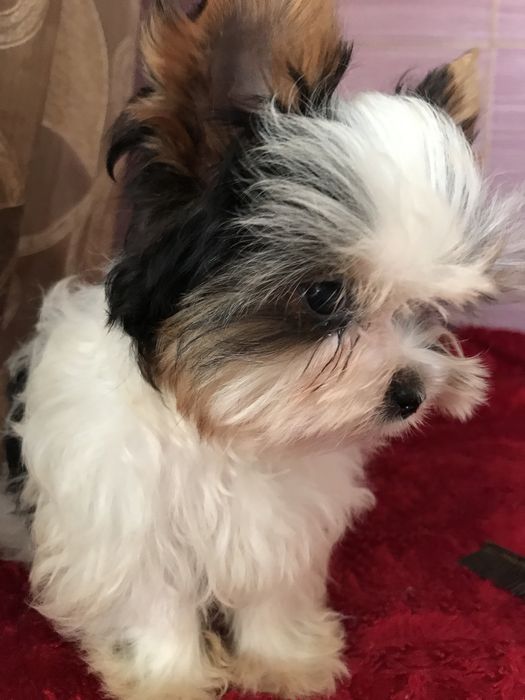 Мініатюрний кобель бівер