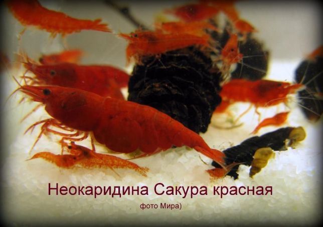Аквариумные креветки всех цветов.