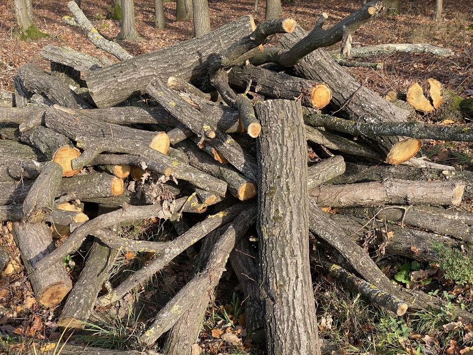 Drzewo opałowe dąb olcha