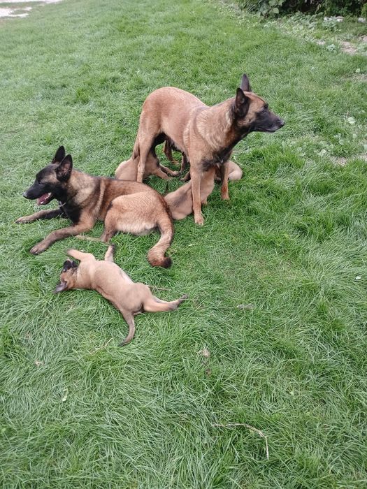 Szczenię owczarek belgijski malinois