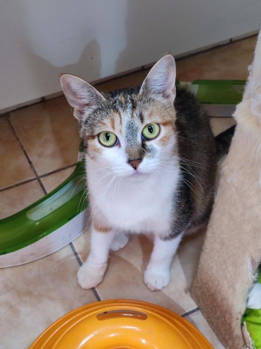 Пристраивает в добрые руки