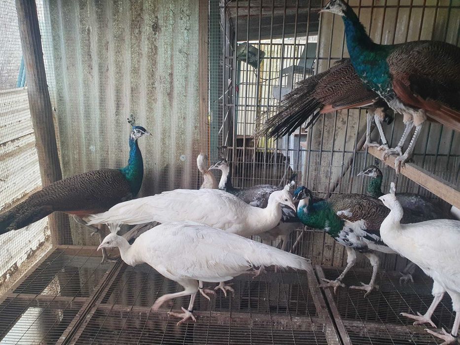 Pavões brancos e azuis