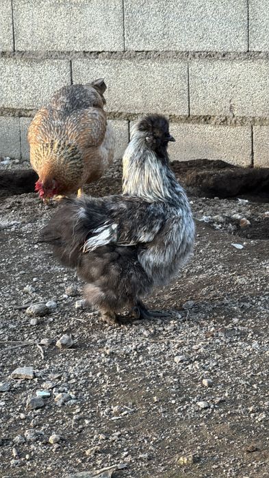 Macho sedosas barbudas do japao