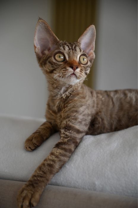 Koteczka Devon Rex