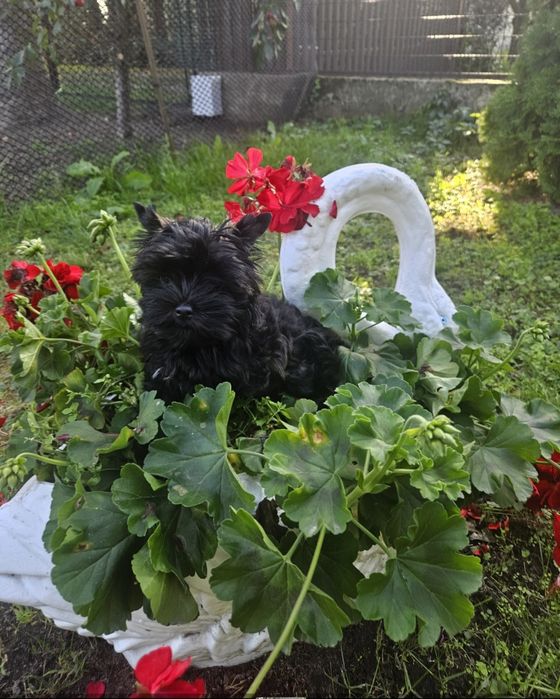 Piesek Yorkshire Terrier badania DNA