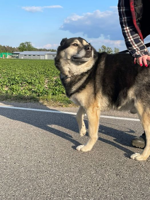 Duzy spokojny piekny pies do adopcji.