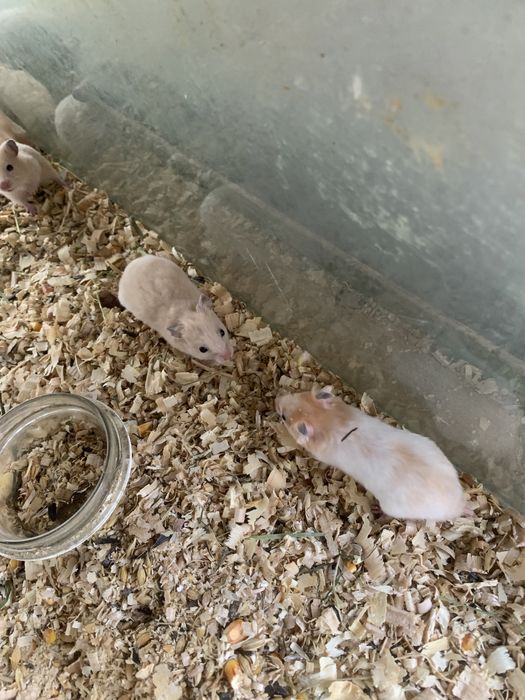 Хомячки Есть королевский и джунгарики есть клетки к ним поилки корм и