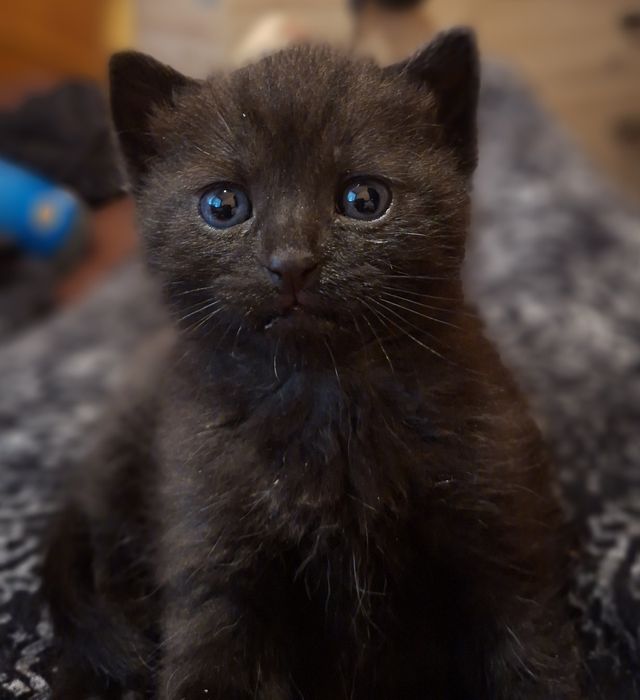 Bunia, maluszek uratowany od śmierci marzy o domku...