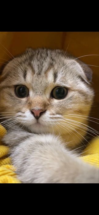 Хлопчик шотландський золотий таббі,з паспортом,чіпом,щепленням