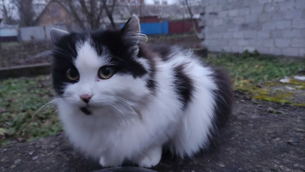 Чорно-біла кішечка шукає дім