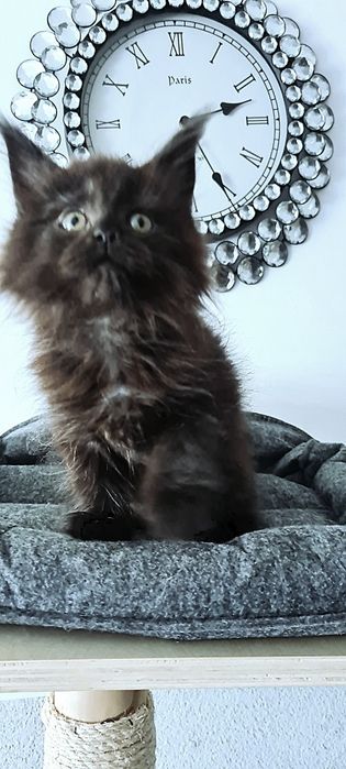 Maine coon Kotka czarna