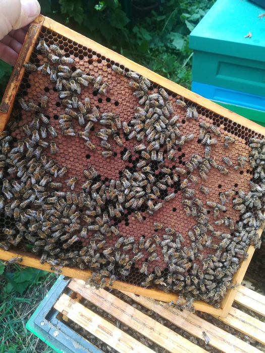 Rodzina pszczela, odkład, Sypaniec, silne, leczone