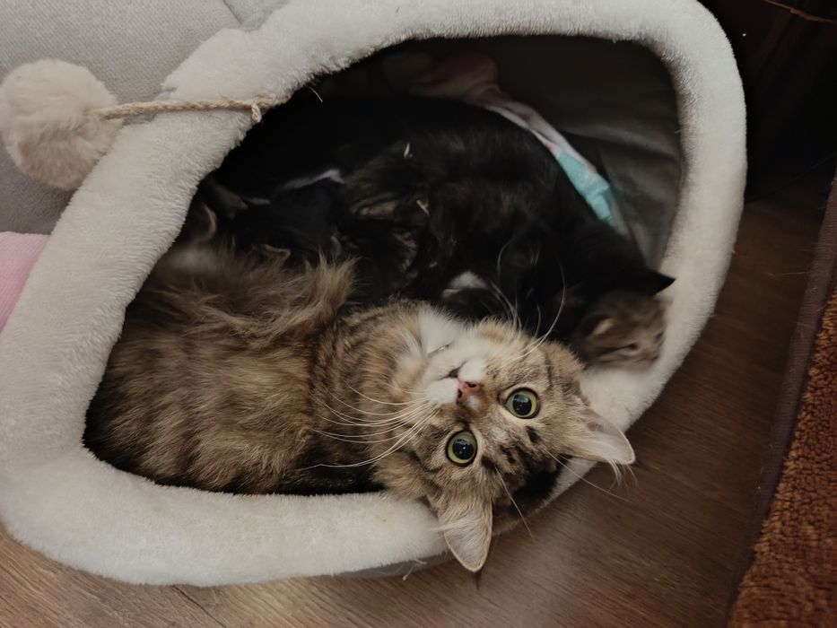 Кошенята шукають люблячу родину