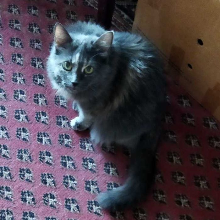 Бесплатно ! Отдам кошку в добрые руки .