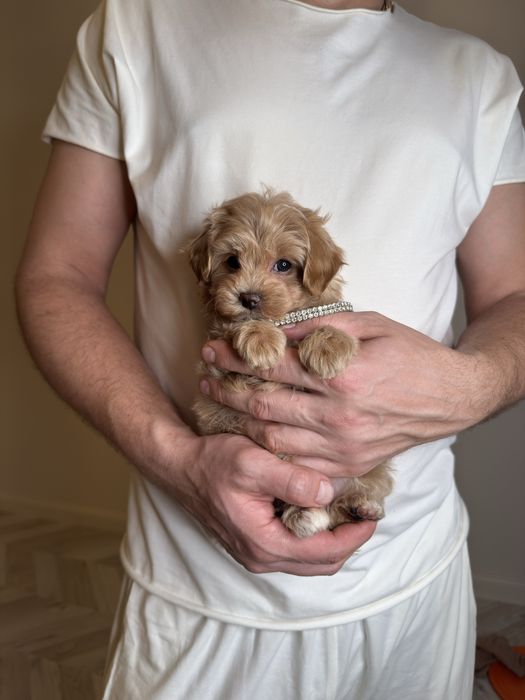 Мальтіпу дівчинка міні ф1, maltipoo mini f1