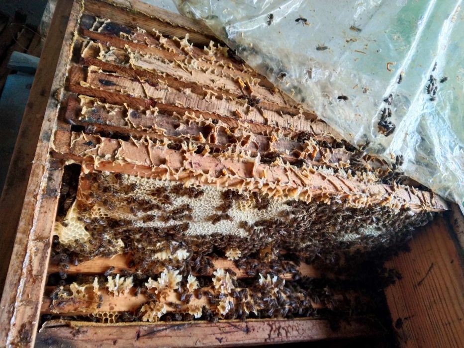 Продам бджоло сім'ї