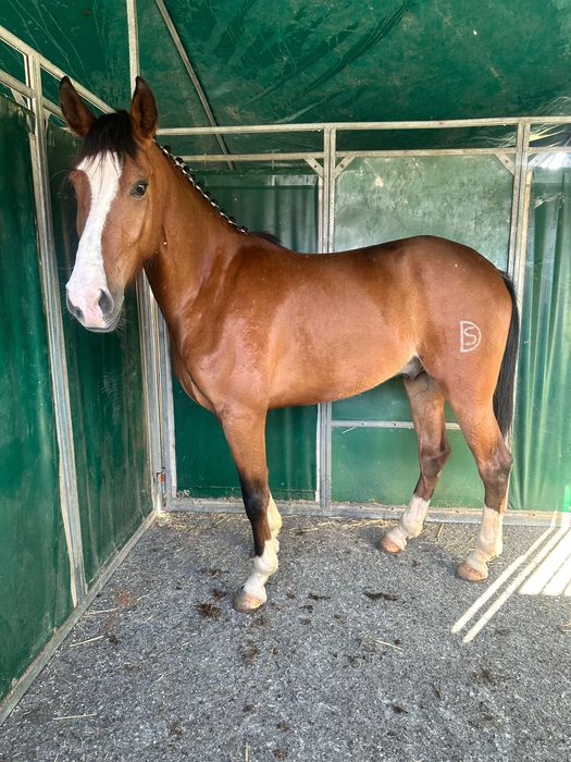 Poldro lusoarabe 4 anos 1,65