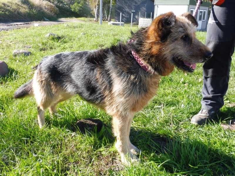 Pogodna, grzeczna, czuła, ładna kudłata sunia do adopcji