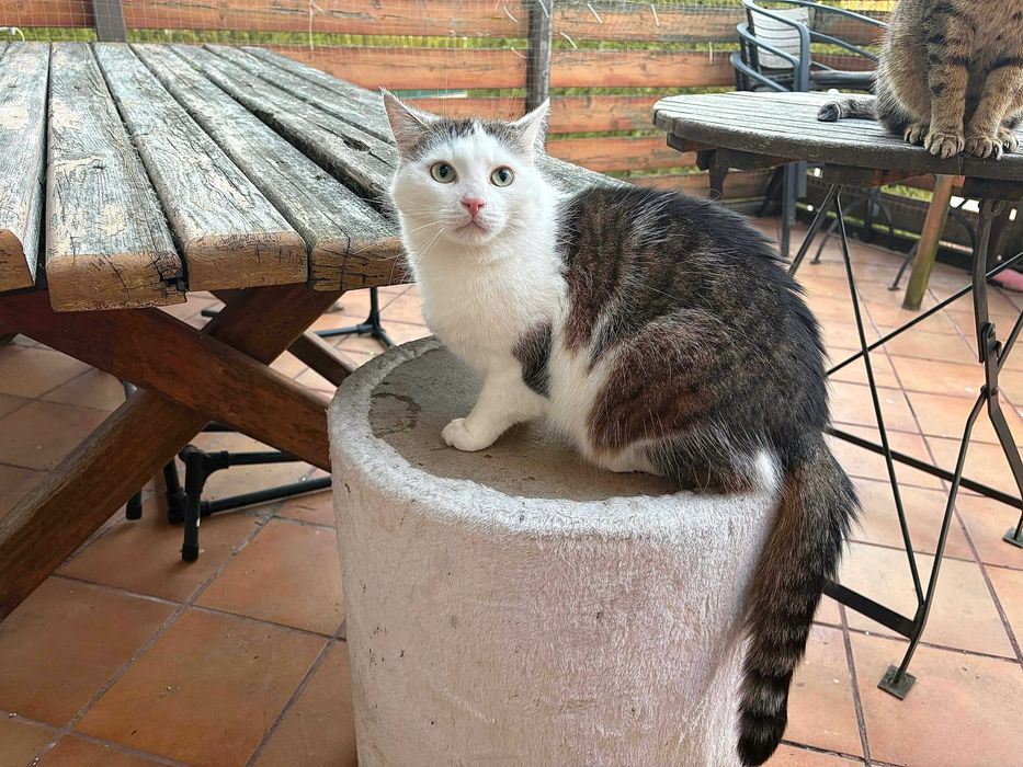 Piękna koteczka do adopcji